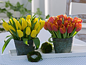 Tulipa (Tulpen) in Metall-Bechern als Vasen