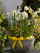 Basket planted with Narcissus 'Bridal Crown' (daffodils), Eranthis