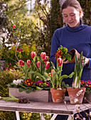 Planting wooden boxes with tulips and primroses (1/2)