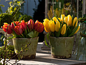 Rot-orange und gelbe Tulipa (Tulpen) dicht an dicht