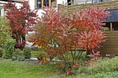 Rhus typhina (Essigbaum) in Herbstfarbe, im Hintergrund Acer palmatum