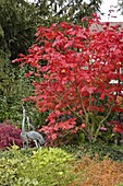 Acer japonicum 'Aconitifolium' (Eisenhutblättriger Japan-Ahorn) in Herbstfarbe, Metall-Kraniche als Dekoration