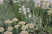 Allium tuberosum (Schnitt-Knoblauch), Sedum telephium (Fetthenne), Calamintha (Steinquendel), Lavandula (Lavendel)