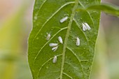 Asclepias curassavica (Seidenpflanze)