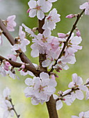 Prunus dulcis (almond) flowering