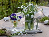 Galanthus (Schneeglöckchen), Viola cornuta Sorbet (Hornveilchen)