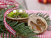 Moss-filled shell of Juglans (walnut) as gift packaging