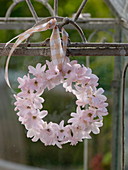 Small wreath of hyacinthus (hyacinth flowers)