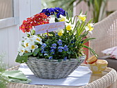 Spring basket planted with Primula elatior and acaulis (spring primroses)