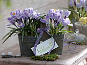 Crocus 'Pickwick' in metal double pot