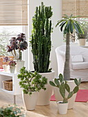 Living room with Euphorbia trigona, Crassula