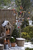 Vogelfutter an Prunus (Kirschbaum) im Korbübertopf