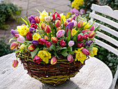 Korb mit Gesteck aus bunt gemischten Tulipa (Tulpen) und Pittosporum