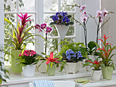 Pflanzen die es ganzjährig zu kaufen gibt : Phalaenopsis (Malayenblume)