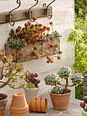 Succulents on the terrace
