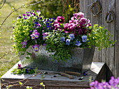 Tin box with herbs and plants with edible flowers