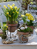 Narcissus 'Tete a Tete' (Narzissen), Primula elatior (Primel) in Terrakotta