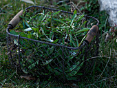 Basket with gouged Taraxacum (dandelion)