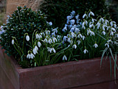 Terracotta box with Galanthus (snowdrop), Buxus