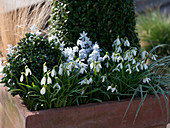 Terracotta box with Galanthus (Snowdrop), Buxus