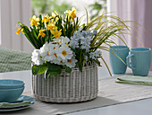White basket planted with Primula acaulis (spring primrose), Narcissus