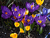 Crocus vernus 'Grand Maitre' and Crocus flavus (crocuses)