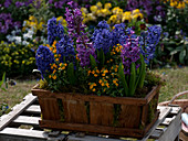 Wooden box planted with Hyacinthus 'Kronos', 'Purple Sensation' (hyacinths)