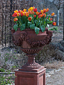 Amphora with Tulipa 'Flair' (tulips) in the rose garden