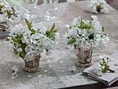 Prunus (cherry blossom branches) in silver vases