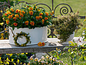 Viola cornuta 'Penny Orange' (Hornveilchen), Thymus citriodorus 'Golden King'