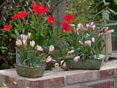 Tulipa clusiana 'Lady Jane', Tulipa linifolia (wild tulips, botanical tulips)
