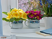 Primula acaulis in cups with forget-me-not pattern