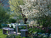Seating group on the lawn in front of the bed with Amelanchier (Rock pear)