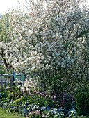 Amelanchier laevis, planted with Tulipa