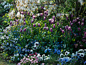 Tulipa 'Ballade' (lilienblütige Tulpen), Viola (Stiefmütterchen)