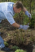 Rosa (Rosen) im Frühling zurückschneiden und kranke Triebe entfernen