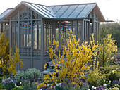 Tea house in the spring garden with flowering forsythia (goldbells)