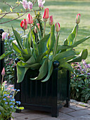 Tulipa (Tulpen) in quadratischem Kübel