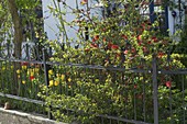 Vorgarten mit Metallzaun, blühende Chaenomeles (Zierquitte), Tulipa