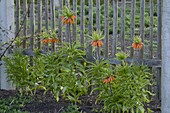 Fritillaria imperialis 'Premier' (Imperial crowns) in front of wooden garden fence