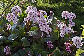 Bergenia 'Harzkristall' (Bergenie)