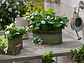 Viola sororia 'Alba' (white peony violet) in metal containers