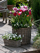 Baskets planted with Tulipa 'Ballade', 'Red Shine'