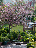 Malus sargentii 'Rosea' (Zierapfelbaum)