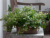 Montia sibirica (Sibirischer Portulak) blüht im Frühling