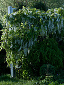Wisteria floribunda 'Alba' (weißer Blauregen)-duftende Blüten