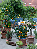 Dachterrasse mit Citrus-Pflanzen