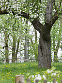 Malus (apple tree) with swing in meadow