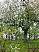 Malus (Apfelbaum) in Wiese