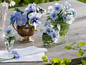 Small bouquets of Viola conuta (horned violet) and Viola wittrockiana